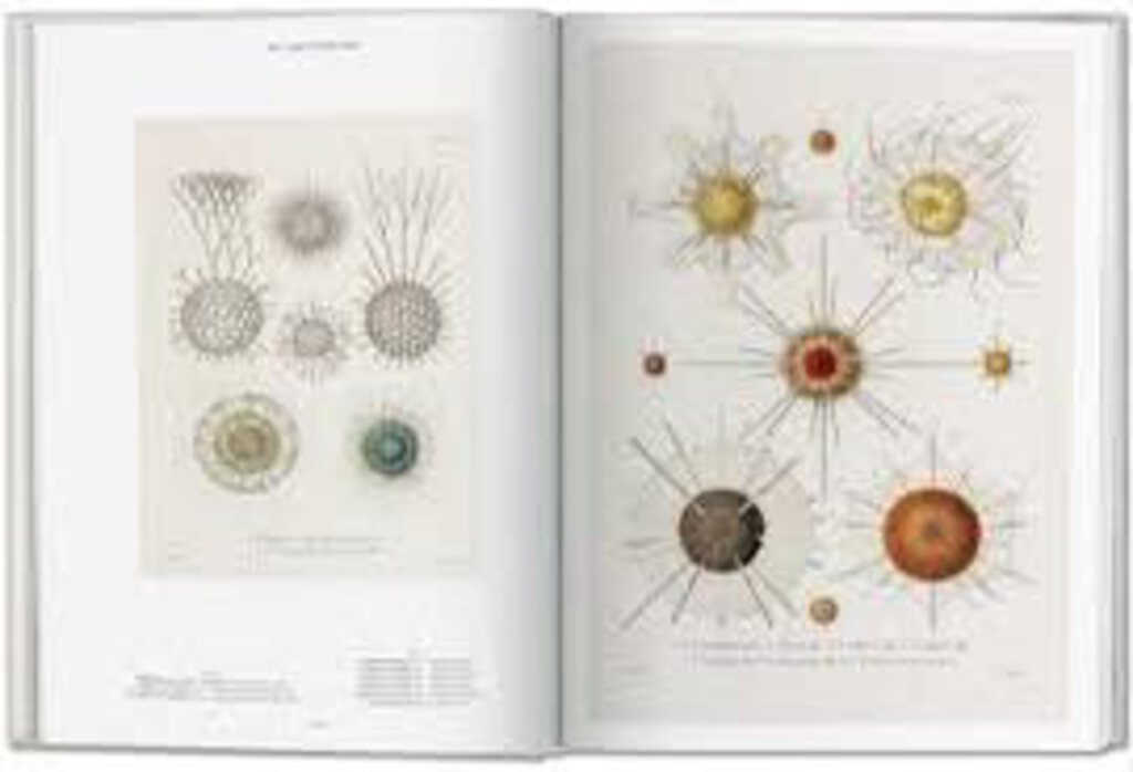 The Art and Science of Ernst Haeckel