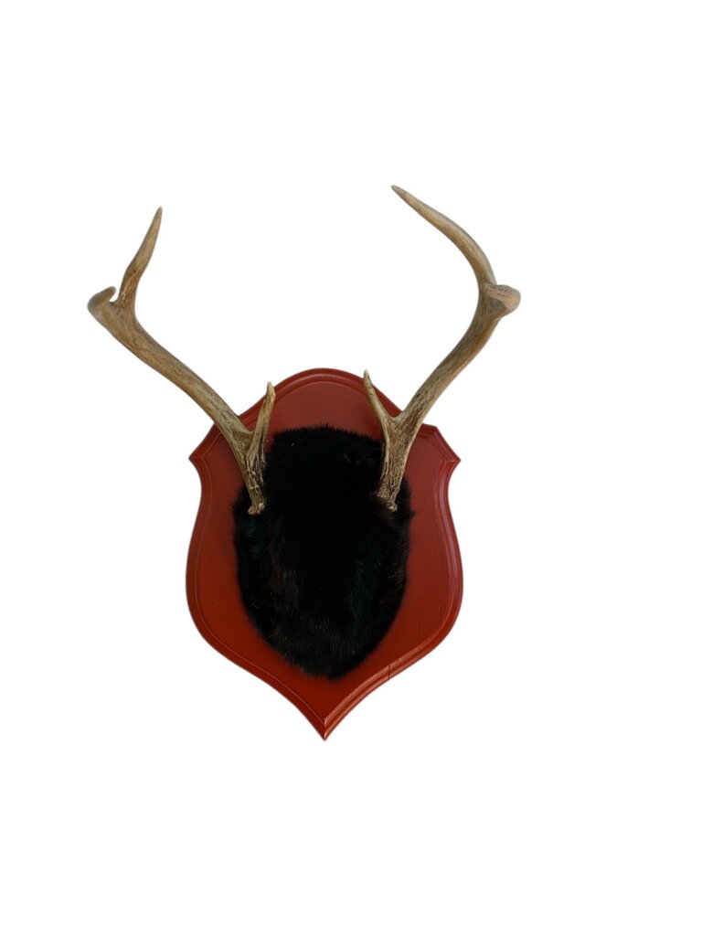 Naturally Shed Antlers with Mink Wrap