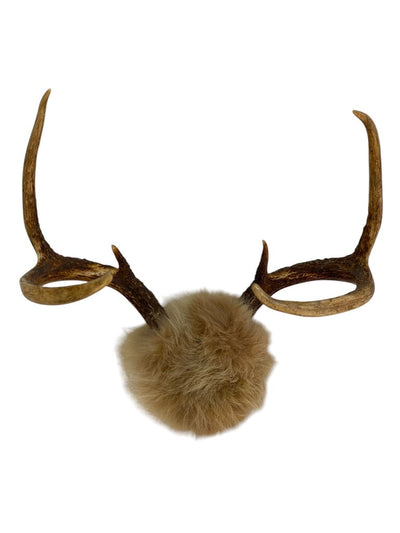 Naturally Shed Antlers wrapped in Fox