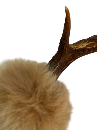 Naturally Shed Antlers wrapped in Fox