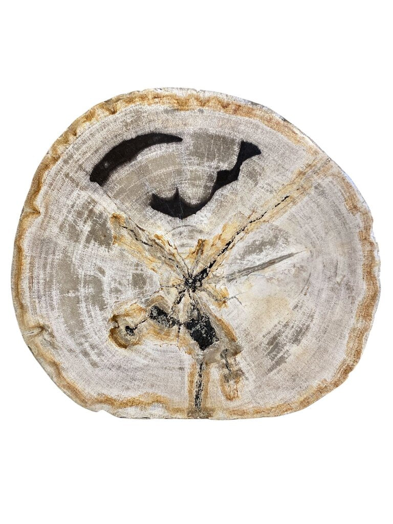 Petrified Wood Side Table