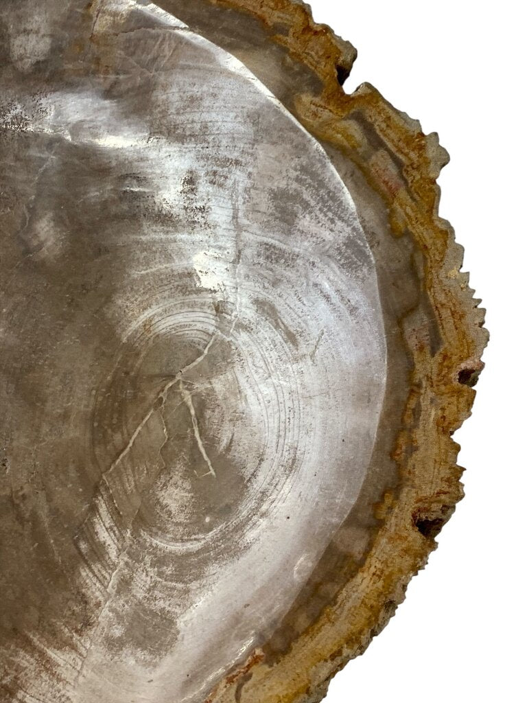 Petrified Wood XL Bowl