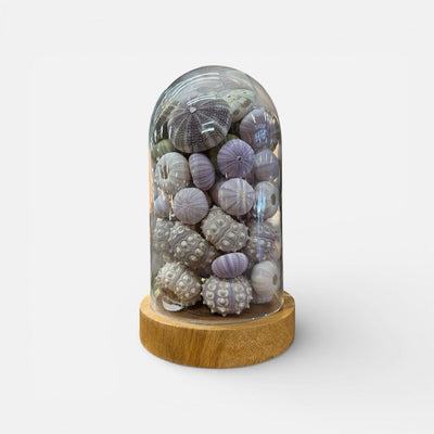 Vintage Glass Dome with Sea Urchins