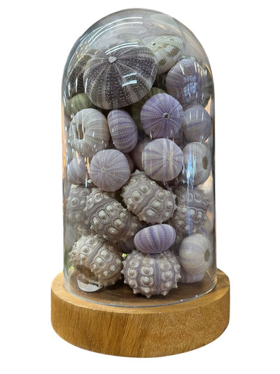 Vintage Glass Dome with Sea Urchins