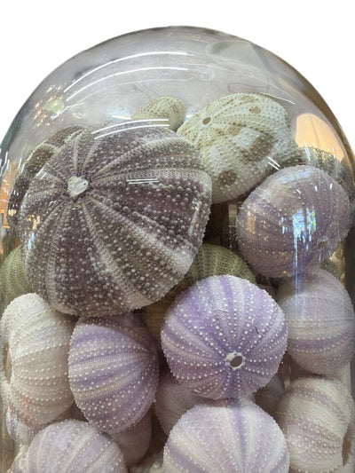Vintage Glass Dome with Sea Urchins