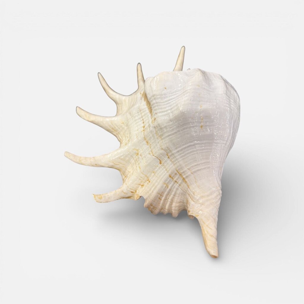 Spider Conch Seashell