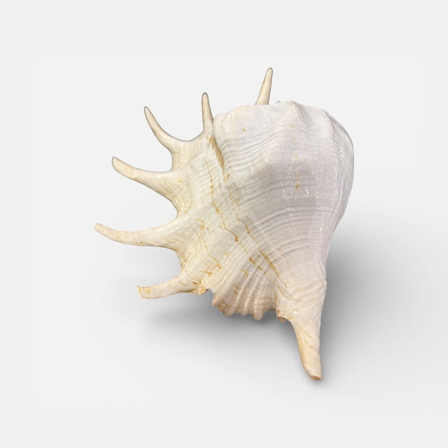 Spider Conch Seashell