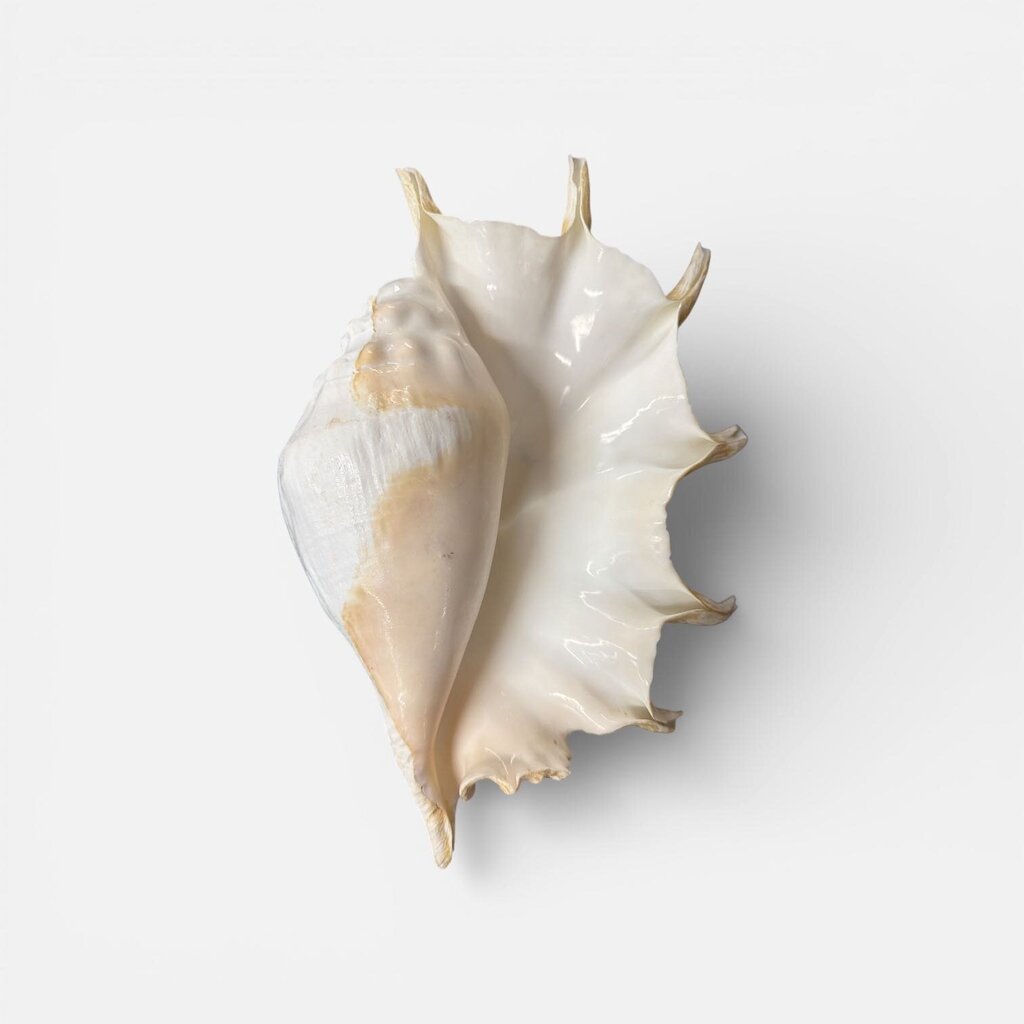 Spider Conch Seashell