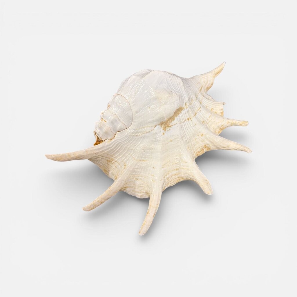 Spider Conch Seashell