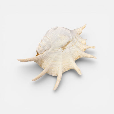 Spider Conch Seashell