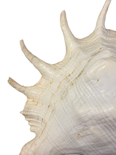 Spider Conch Seashell