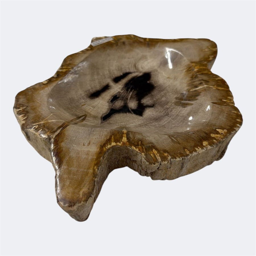 Petrified Wood Bowl or Catchall