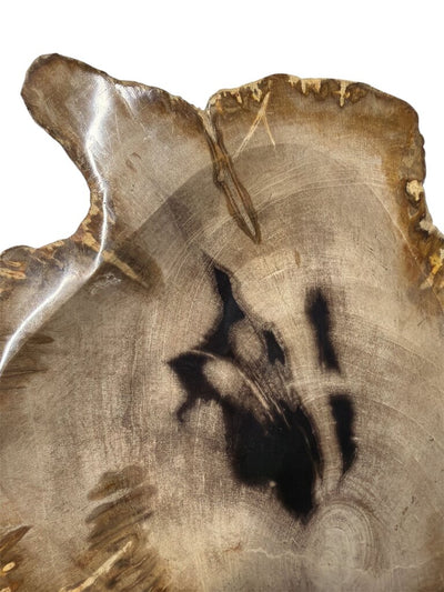 Petrified Wood Bowl or Catchall