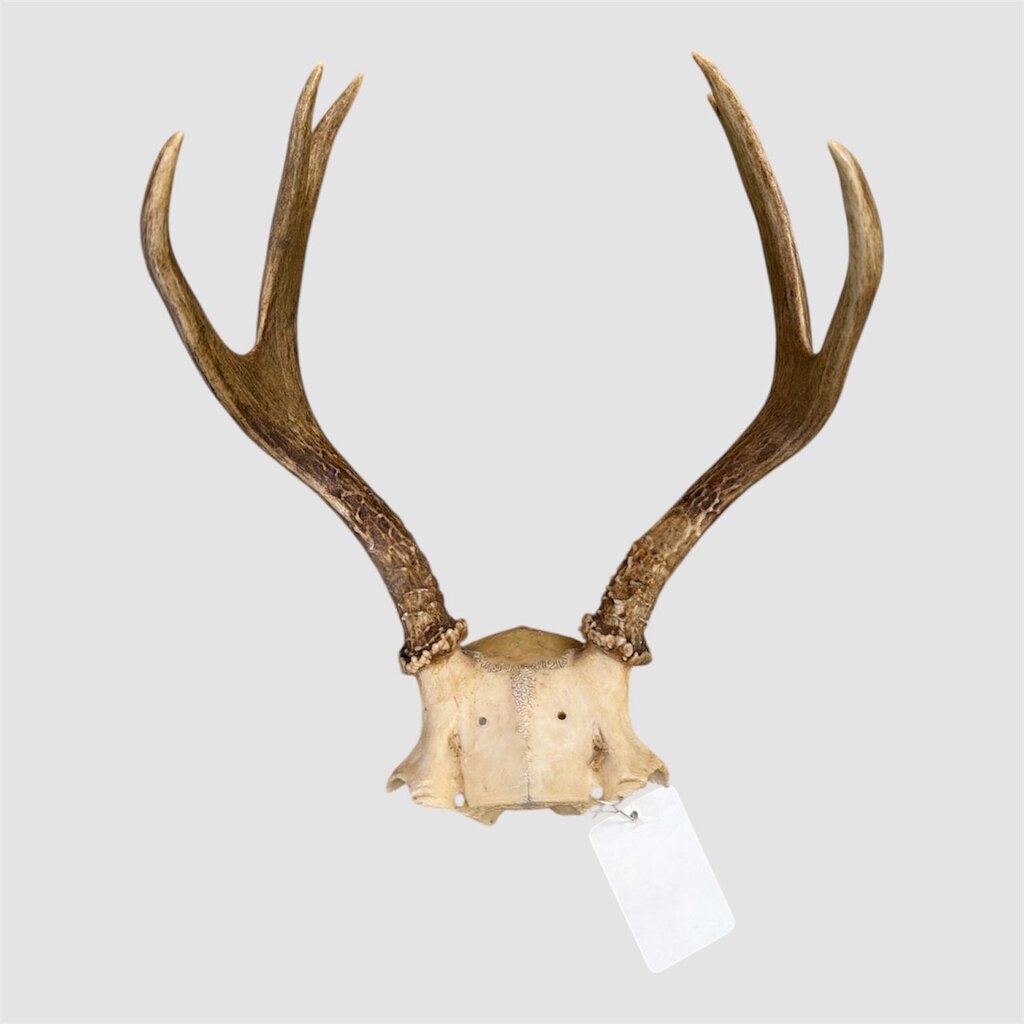 Deer Antler Skull