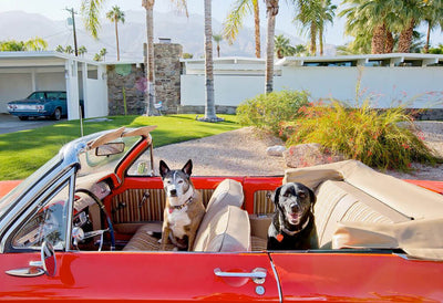 Palm Springs: Modern Dogs At Home by Nancy Baron