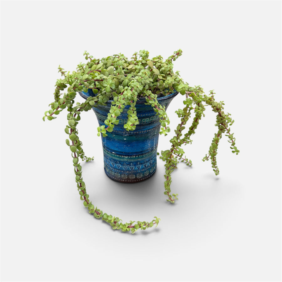 Bitossi Rimini Blue  Plant Pot