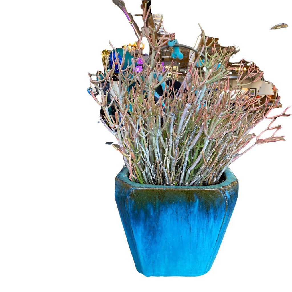 Terracotta Vessel w/ Plant