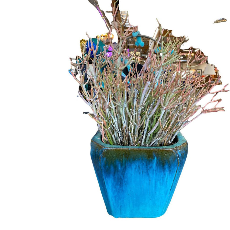 Terracotta Vessel w/ Plant