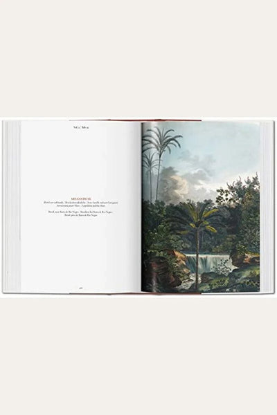 Von Martius. the Book of Palms. 40th Ed